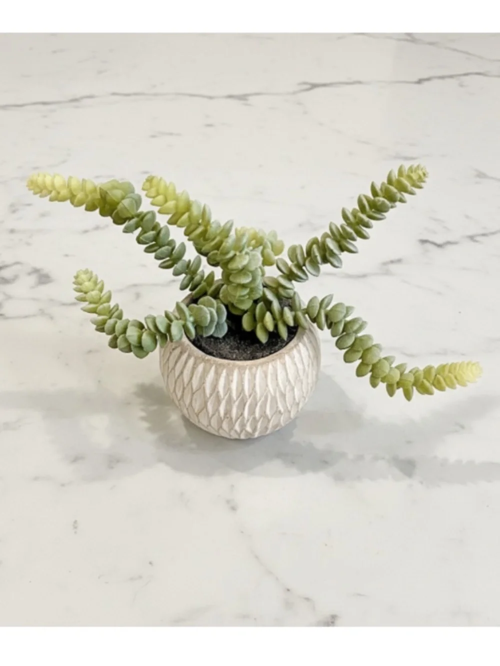 Potted Faux Burro's Tail Succulent